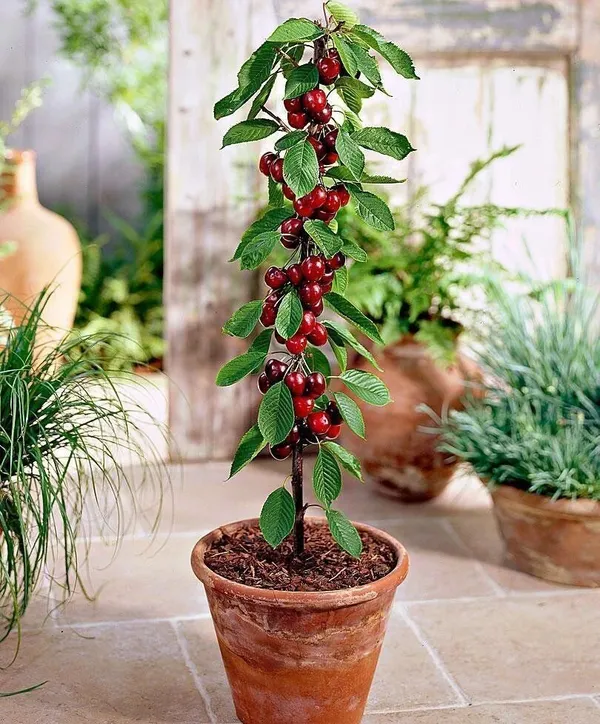 Cherry_Fruit_Plant_(Hybrid,_Pack_of_1)