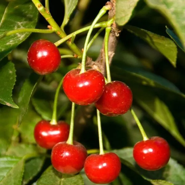 Cherry_Fruit_Plant_(Hybrid,_Pack_of_1)