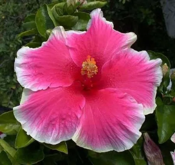 Hibiscus_Plant_(Hybrid,_Pack_of_1)