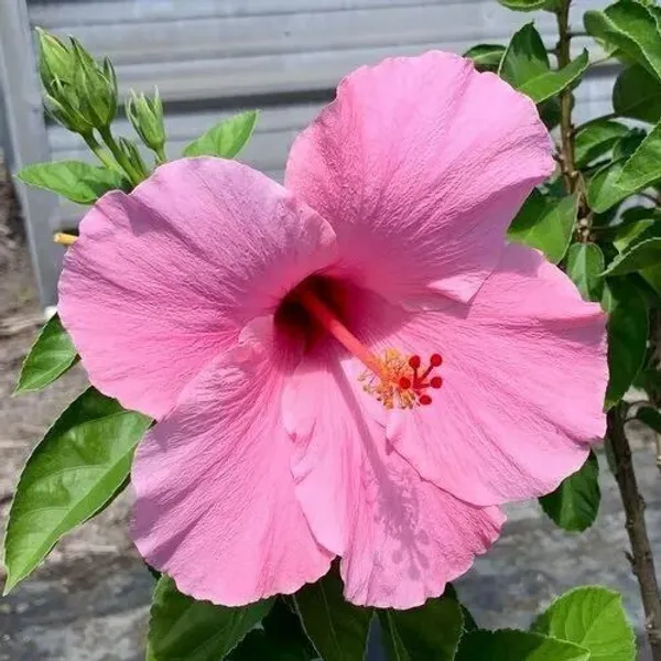 Hibiscus_Plant_(Hybrid,_Pack_of_1)