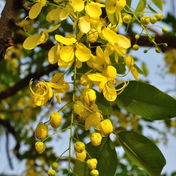 Heart_Leaf_Oxycardium_Plant_(Hybrid,_Pack_of_1)