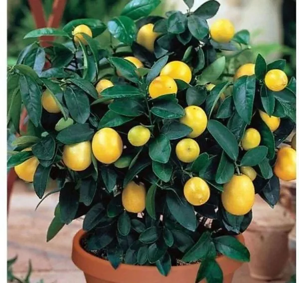 Lemon_Plant_(Hybrid,_Pack_of_1)