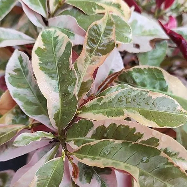Excoecaria/Laila_Majnu_Plant_(Hybrid,_Pack_of_1)