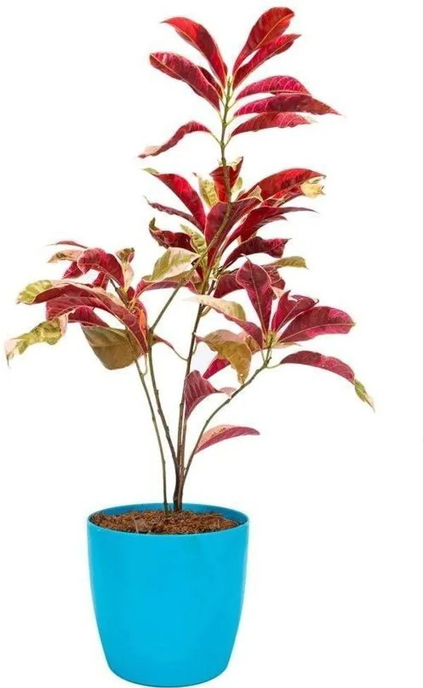 Excoecaria/Laila_Majnu_Plant_(Hybrid,_Pack_of_1)