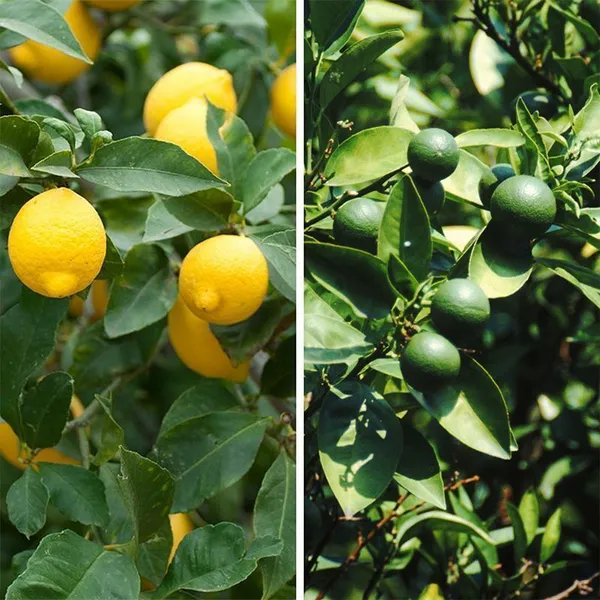 Lemon_Plant_(Hybrid,_Pack_of_1)