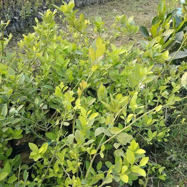 Lemon_Plant_(Hybrid,_Pack_of_1)