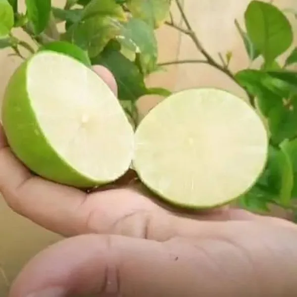 Lemon_Plant_(Hybrid,_Pack_of_1)