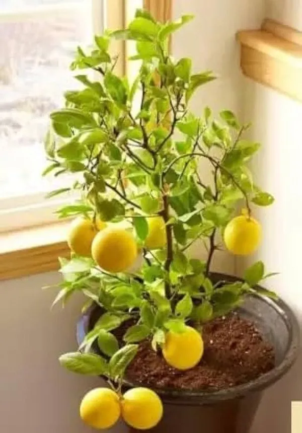 Lemon_Plant_(Hybrid,_Pack_of_1)