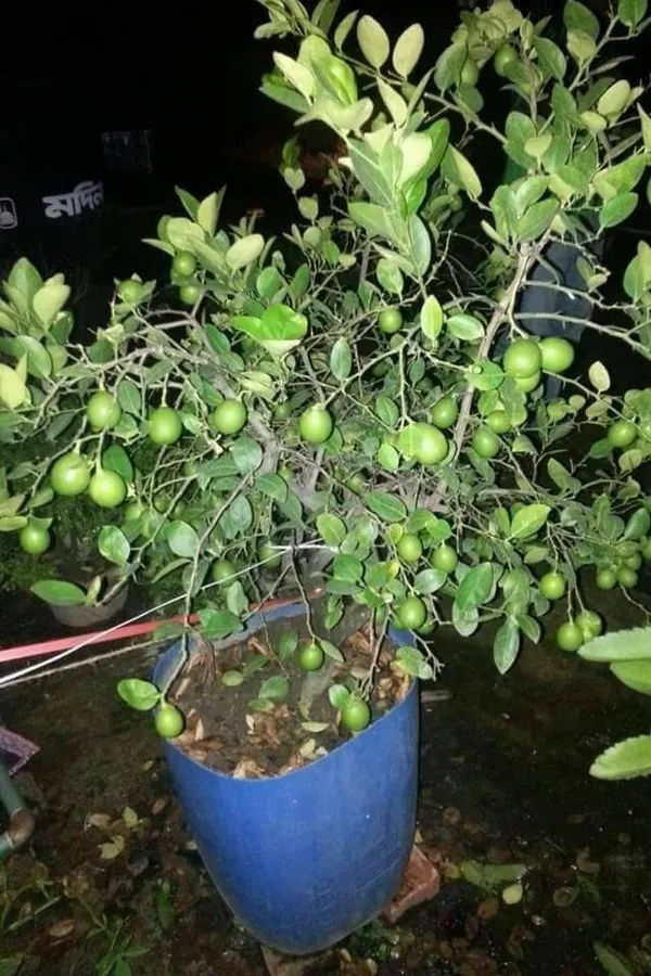 Lemon_Plant_(Hybrid,_Pack_of_1)