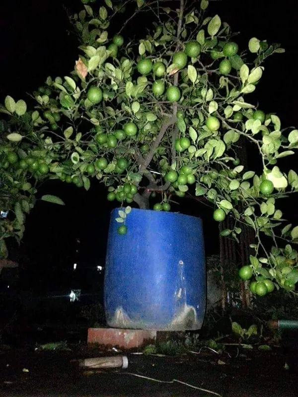 Lemon_Plant_(Hybrid,_Pack_of_1)