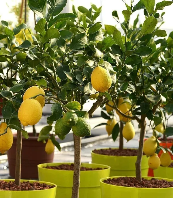 Lemon_Plant_(Hybrid,_Pack_of_1)