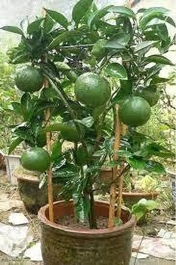 Lemon_Plant_(Hybrid,_Pack_of_1)