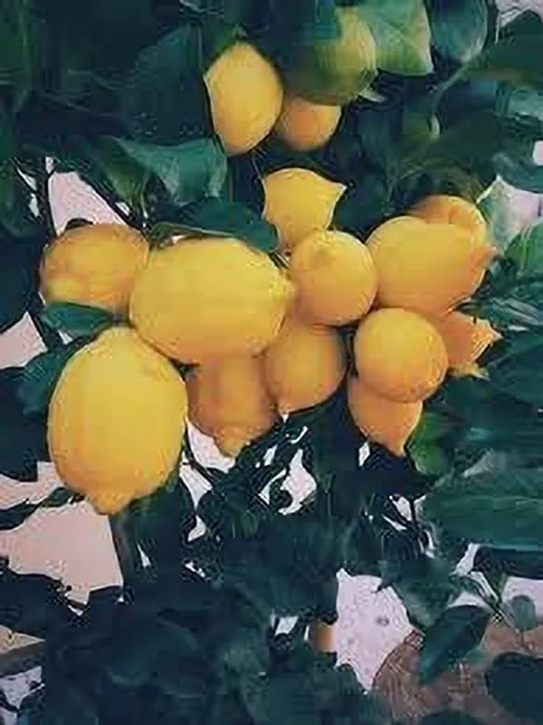 Lemon_Plant_(Hybrid,_Pack_of_1)
