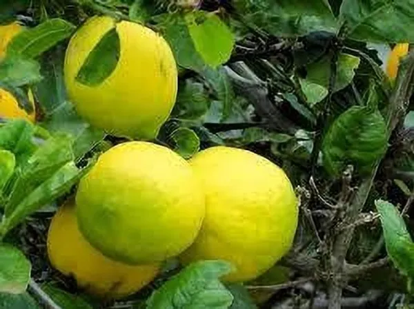 Lemon_Plant_(Hybrid,_Pack_of_1)