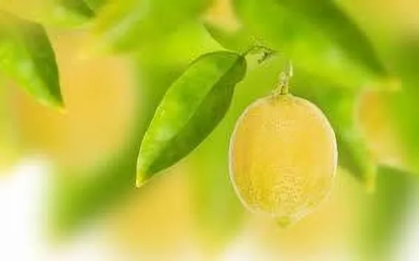 Lemon_Plant_(Hybrid,_Pack_of_1)