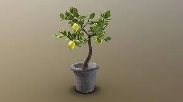 Lemon_Plant_(Hybrid,_Pack_of_1)