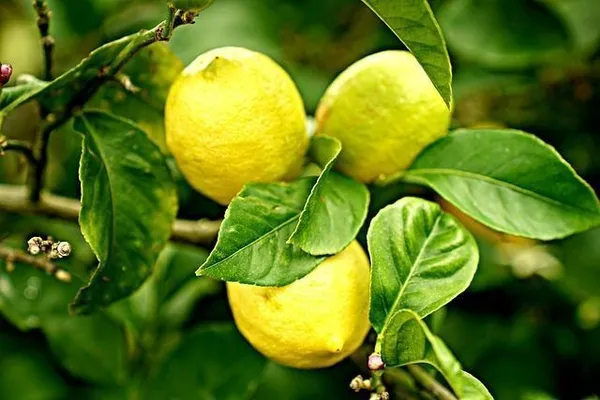 Lemon_Plant_(Hybrid,_Pack_of_1)