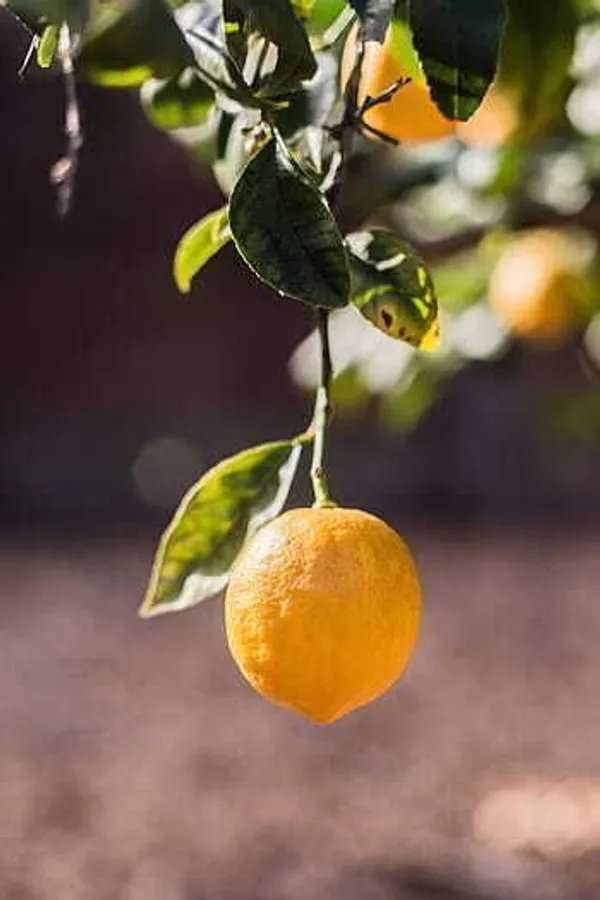Lemon_Plant_(Hybrid,_Pack_of_1)