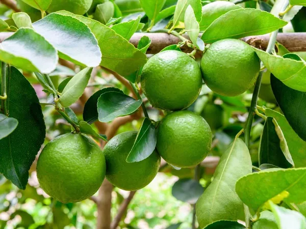 Lemon_Plant_(Hybrid,_Pack_of_1)