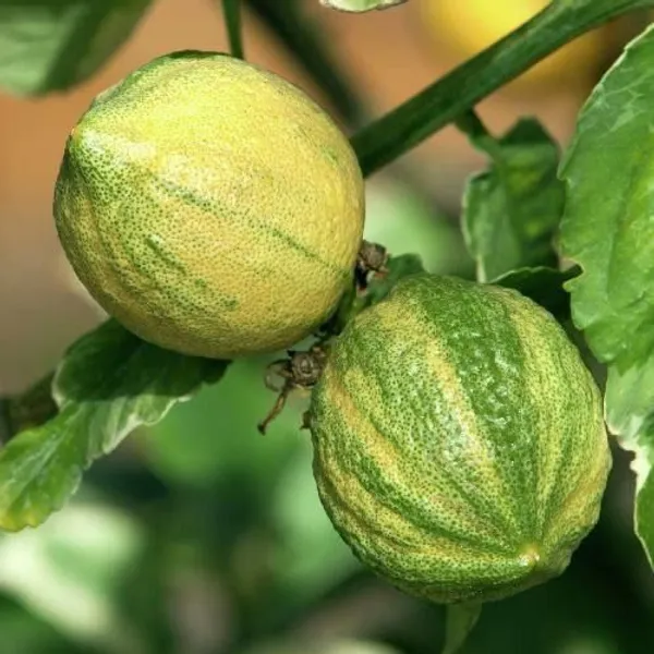Lemon_Plant_(Hybrid,_Pack_of_1)