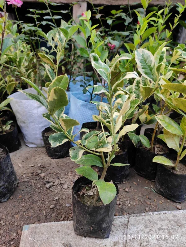Lemon_Plant_(Hybrid,_Pack_of_1)