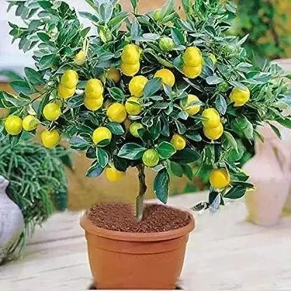 Lemon_Plant_(Hybrid,_Pack_of_1)