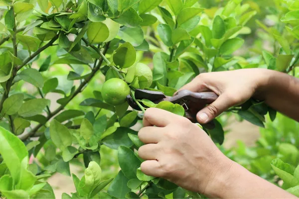 Lemon_Plant_(Hybrid,_Pack_of_1)