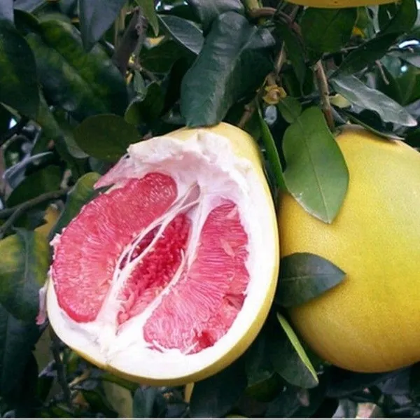 Lemon_Plant_(Hybrid,_Pack_of_1)