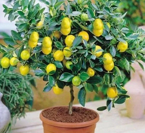 Lemon_Plant_(Hybrid,_Pack_of_1)