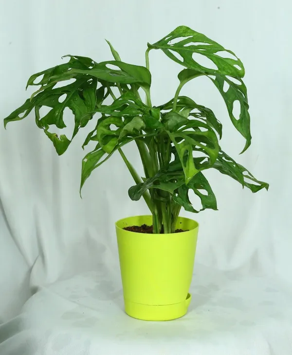 ZZ_Plant_(Hybrid,_Pack_of_1)