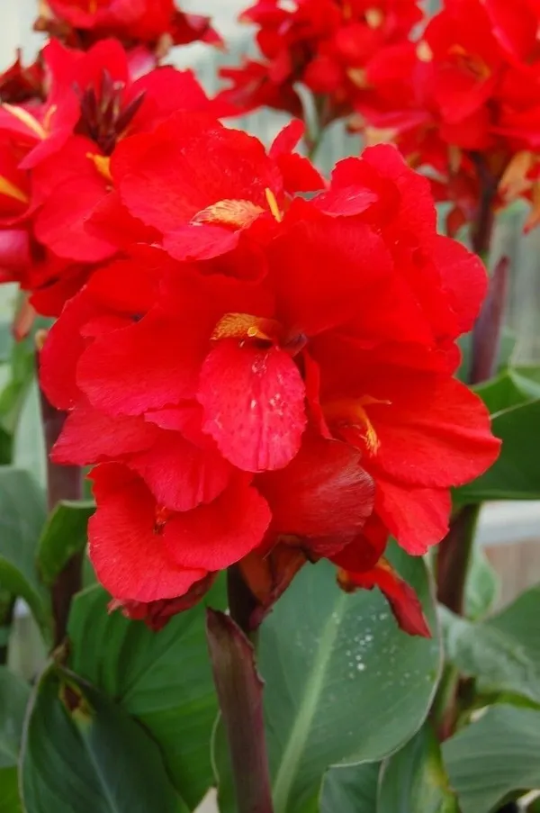 Canna_Lily_Plant_(Hybrid,_Pack_of_1)