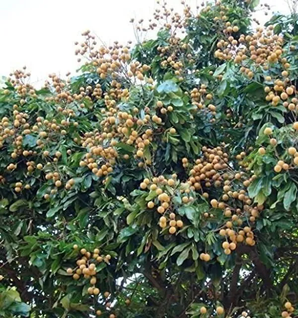 Litchi_Plant_(Hybrid,_Pack_of_1)