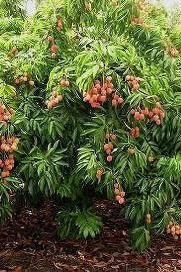Litchi_Plant_(Hybrid,_Pack_of_1)