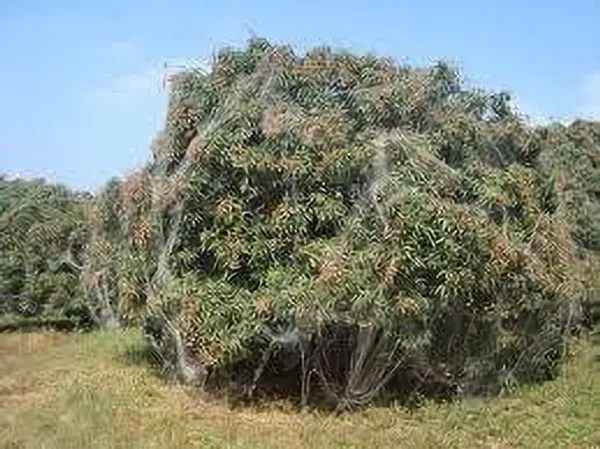 Litchi_Plant_(Hybrid,_Pack_of_1)