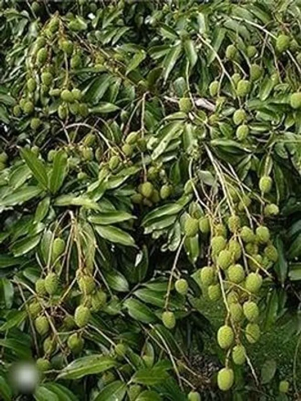 Litchi_Plant_(Hybrid,_Pack_of_1)