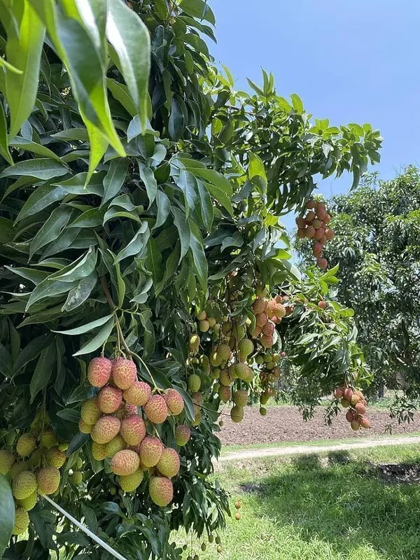 Litchi_Plant_(Hybrid,_Pack_of_1)