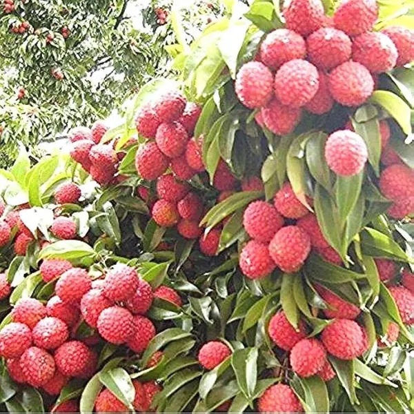 Litchi_Plant_(Hybrid,_Pack_of_1)