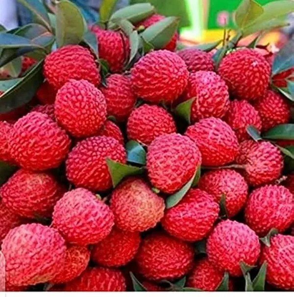 Litchi_Plant_(Hybrid,_Pack_of_1)