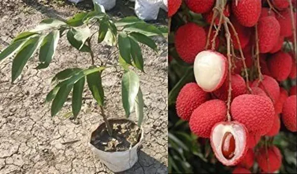 Litchi_Plant_(Hybrid,_Pack_of_1)