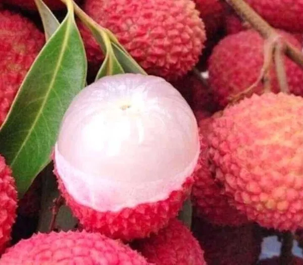 Litchi_Plant_(Hybrid,_Pack_of_1)