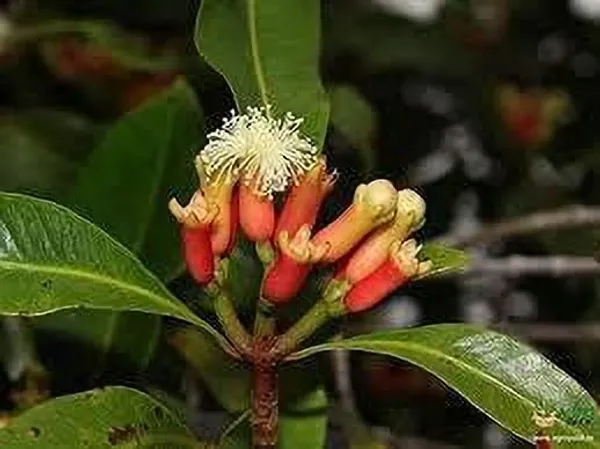 Clove_Plant_(Hybrid,_Pack_of_1)