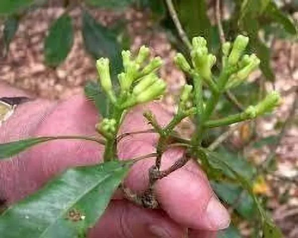 Clove_Plant_(Hybrid,_Pack_of_1)