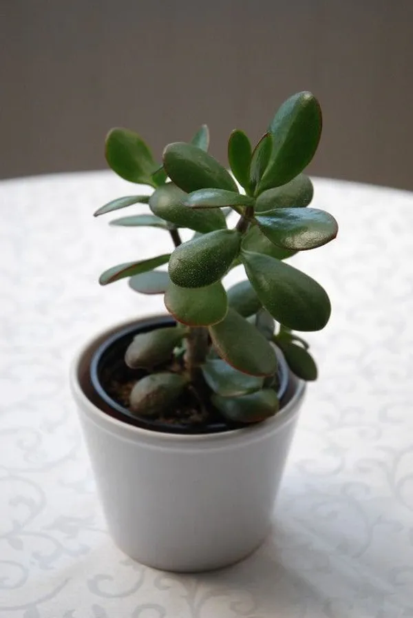 Jade_Plant_(Hybrid,_Pack_of_1)