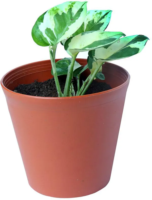 Money_Plant_(Hybrid,_Pack_of_1)