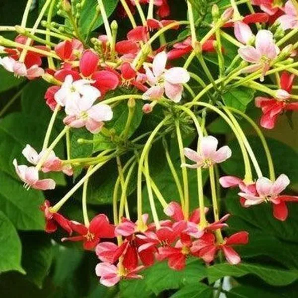Madhumalti/Rangoon_Creeper_(Hybrid,_Pack_of_1)