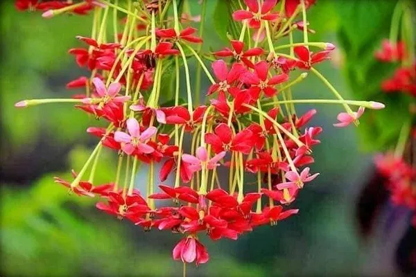 Madhumalti/Rangoon_Creeper_(Hybrid,_Pack_of_1)