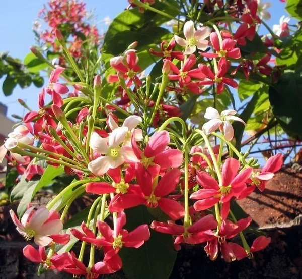 Madhumalti/Rangoon_Creeper_(Hybrid,_Pack_of_1)
