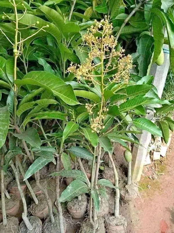 Mango_Plant_(Hybrid,_Pack_of_1)