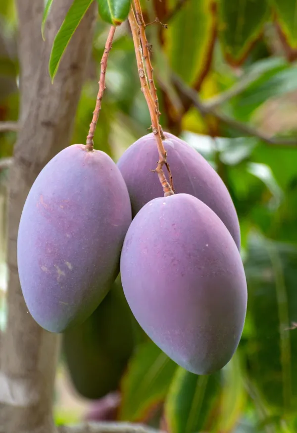 Mango_Plant_(Hybrid,_Pack_of_1)