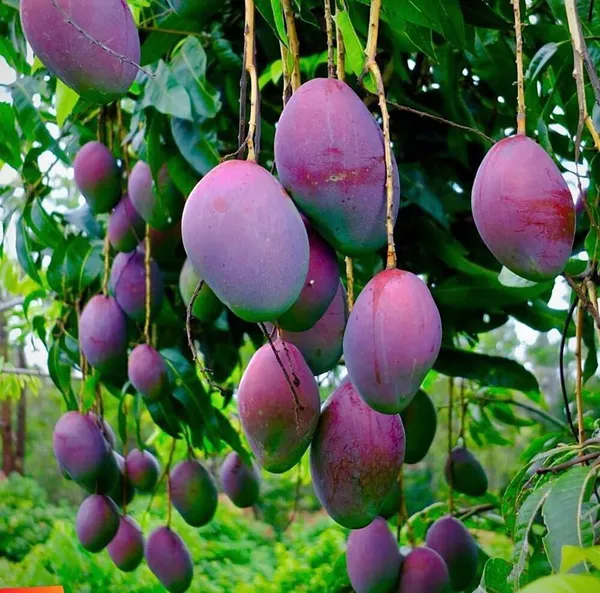 Mango_Plant_(Hybrid,_Pack_of_1)